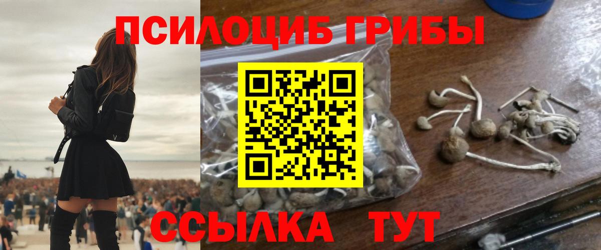 Псилоцибиновые грибы Psilocybine cubensis Холмск